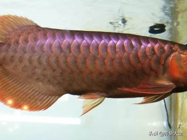 养红龙苗,养红龙如何搭配其他鱼