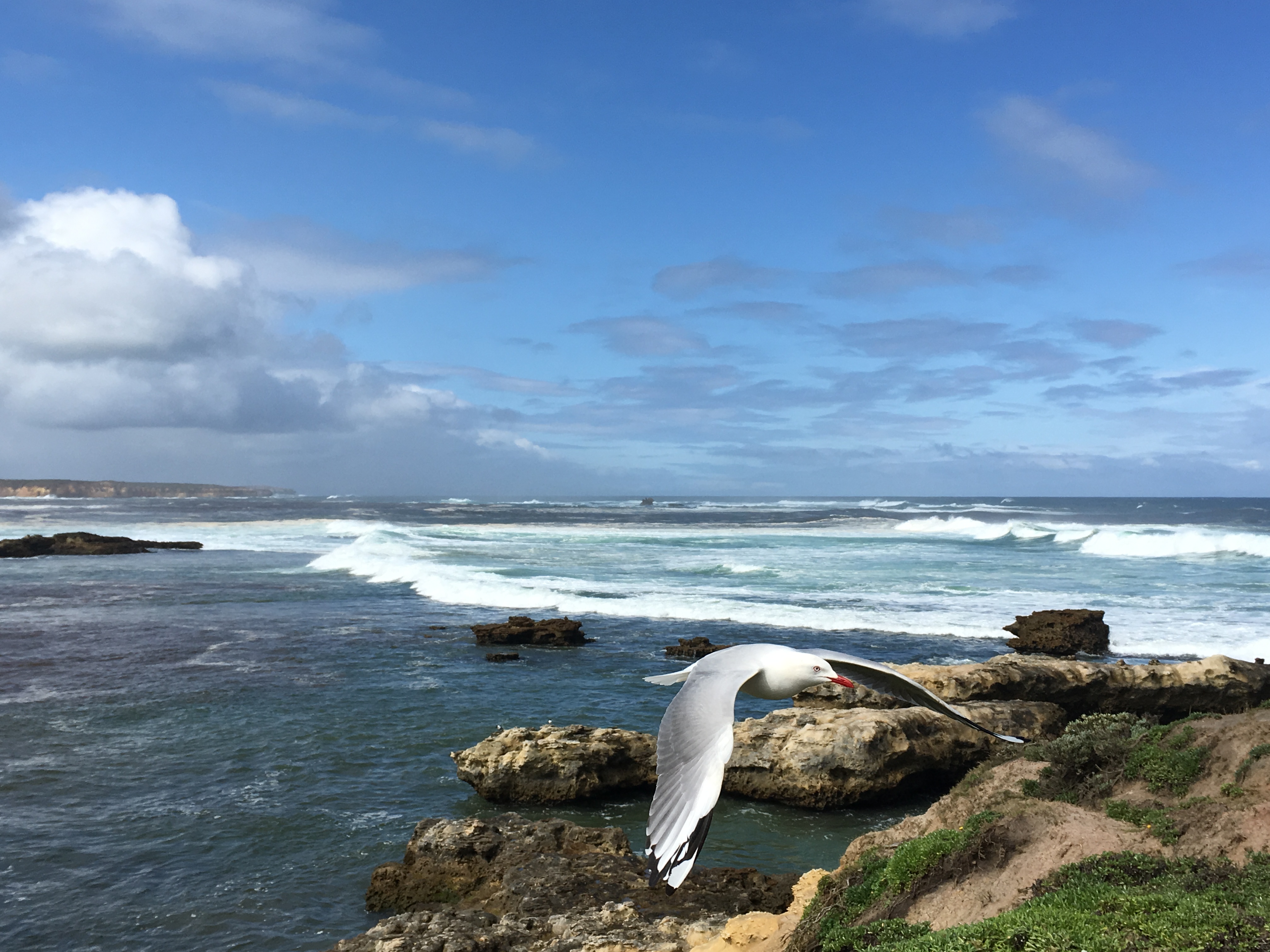 澳大利亚生蚝哪里最好,澳洲最顶级的生蚝