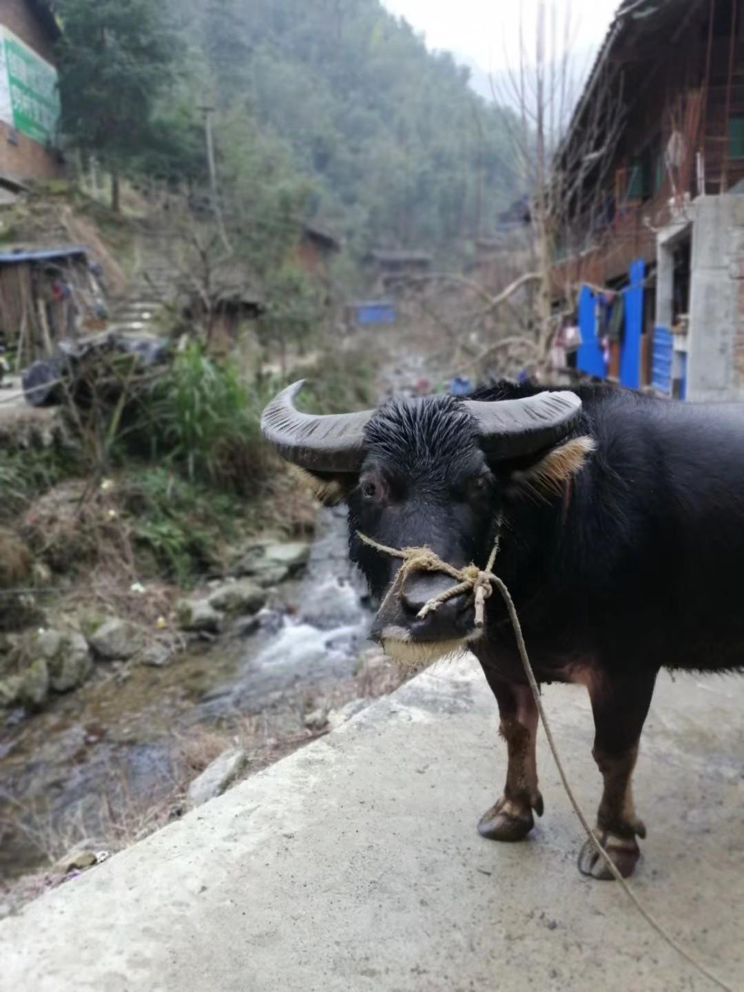 吃酒苗族风俗,苗族喝酒最高礼仪