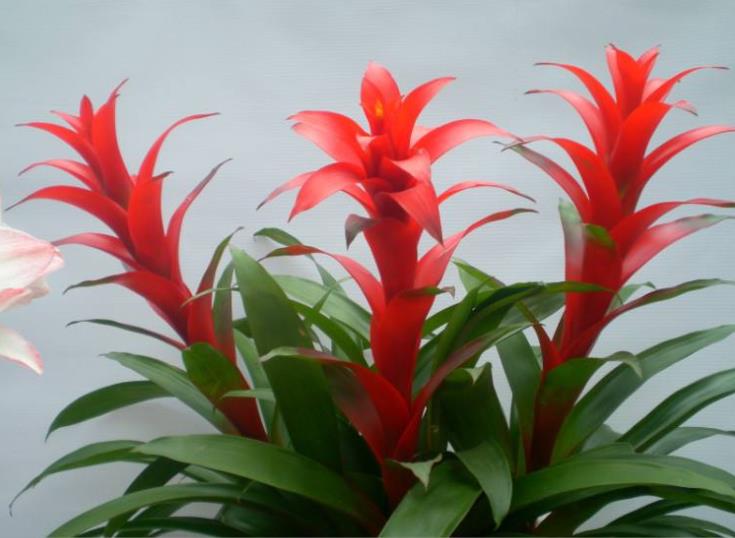 开春入手花盆栽,春季入手的花