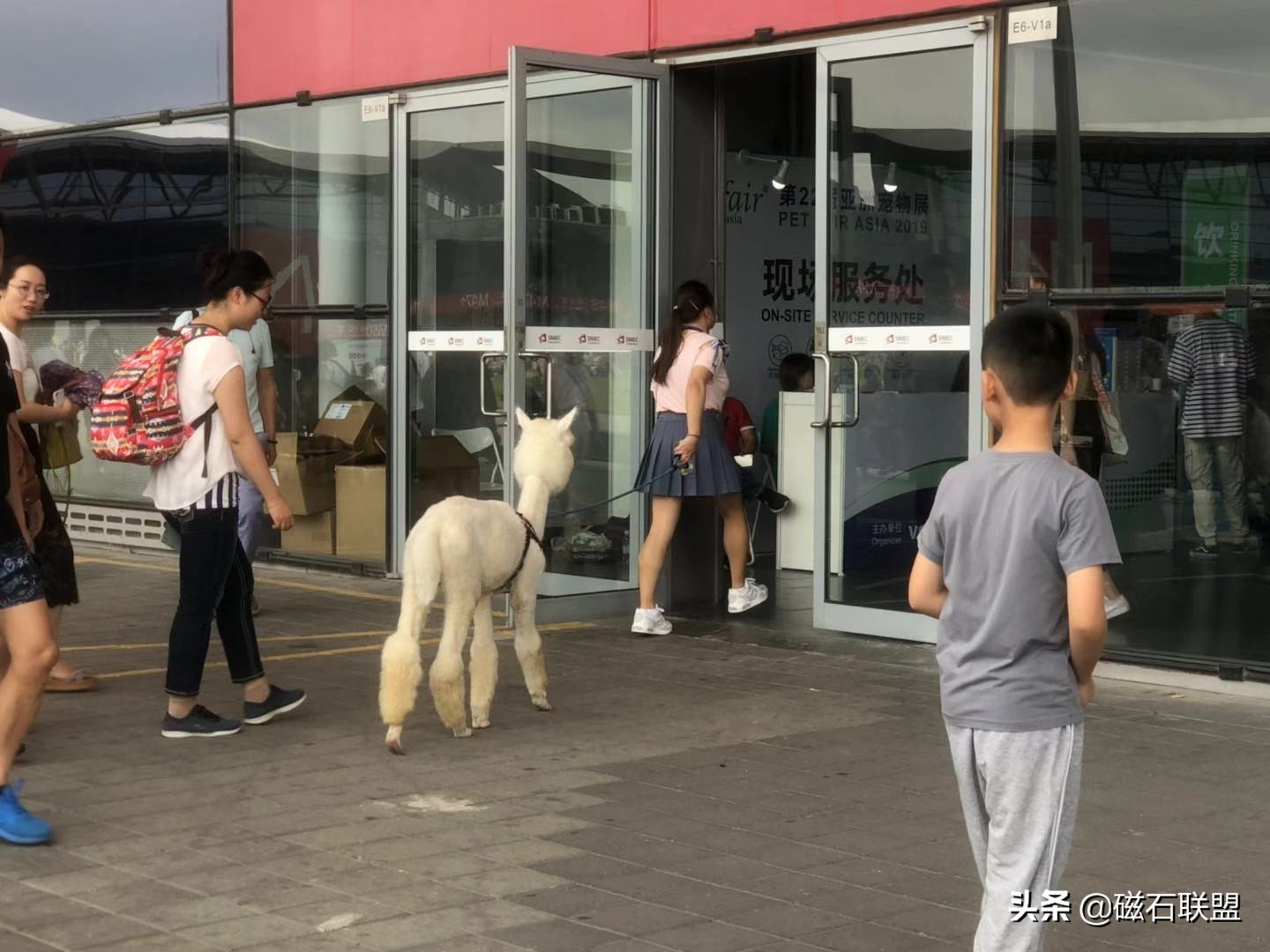 生气吐口水的神兽,神兽打架互吐口水