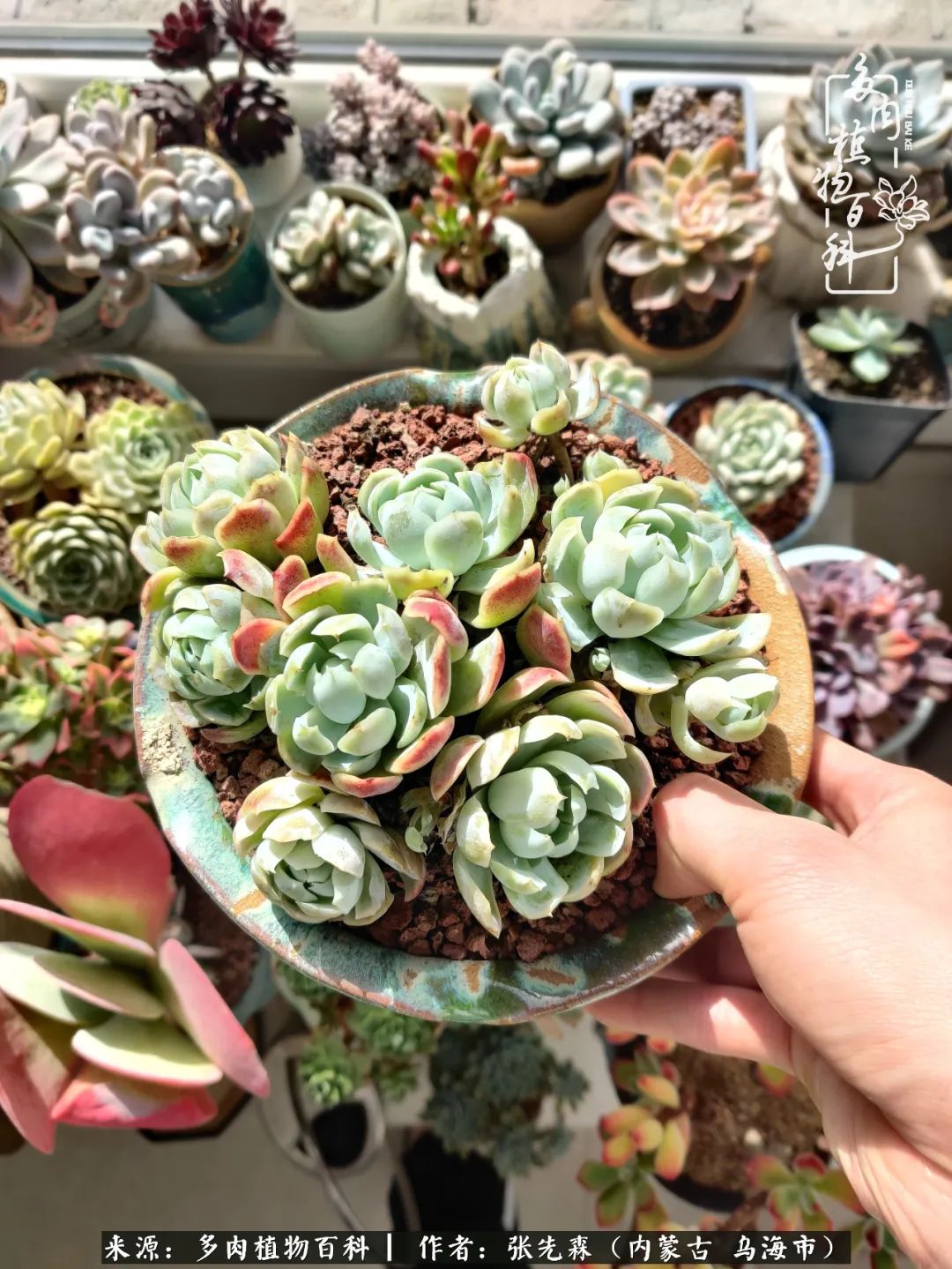 吸取教训，不断探索，英语老师的多肉碎碎念