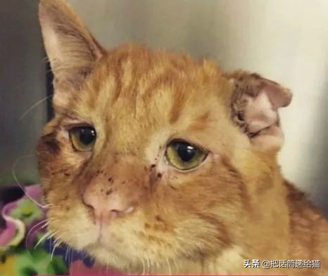 被弃养了一次的猫,从病魔中救回的猫脱离安乐死