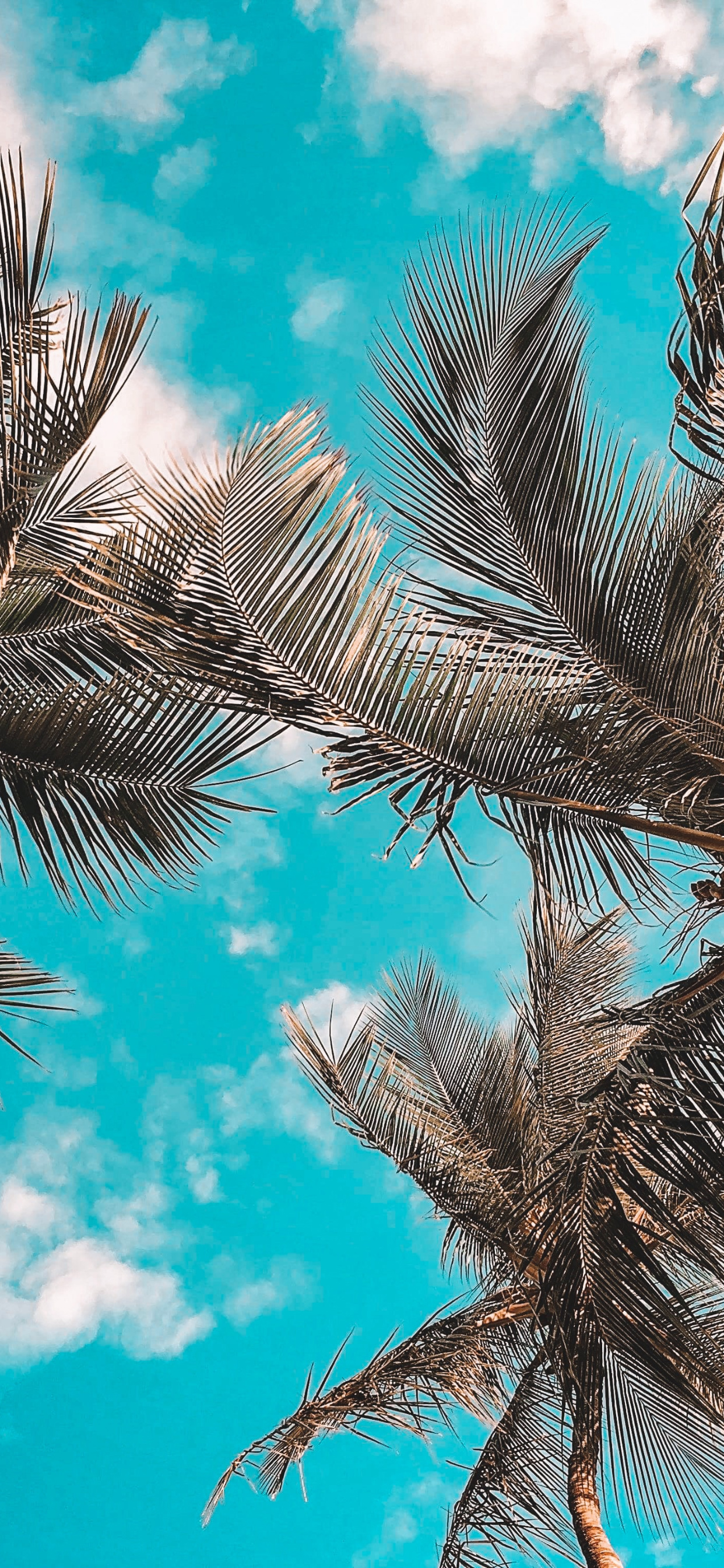 苹果12刘海屏专用壁纸,苹果11刘海屏高清壁纸