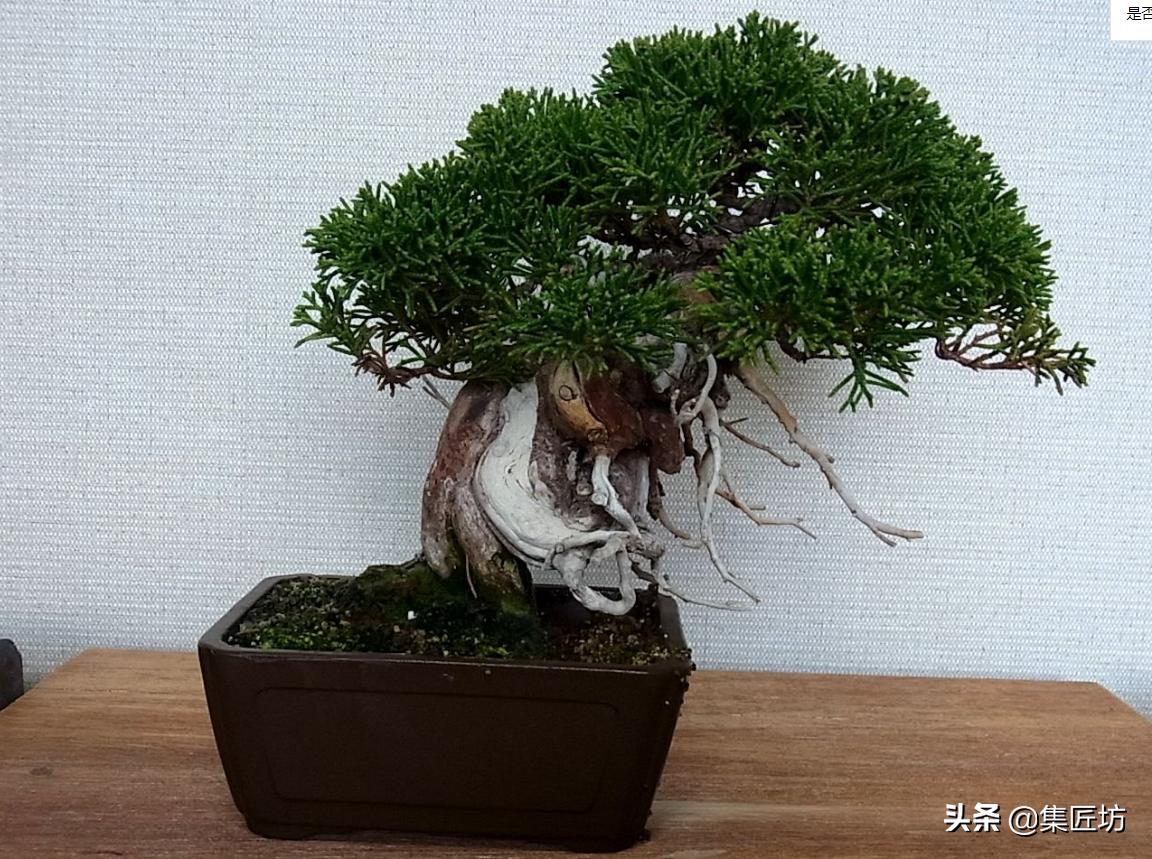 盆景干枯舍利制作,舍利干桩盆景图片