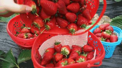有哪些和草莓类似价格的平价水果,草莓贵族水果盘点