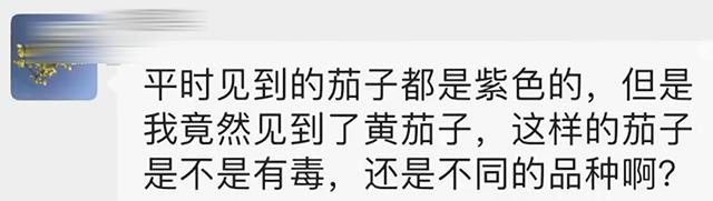 挑选茄子的方法看形状 (怎么挑茄子最准)