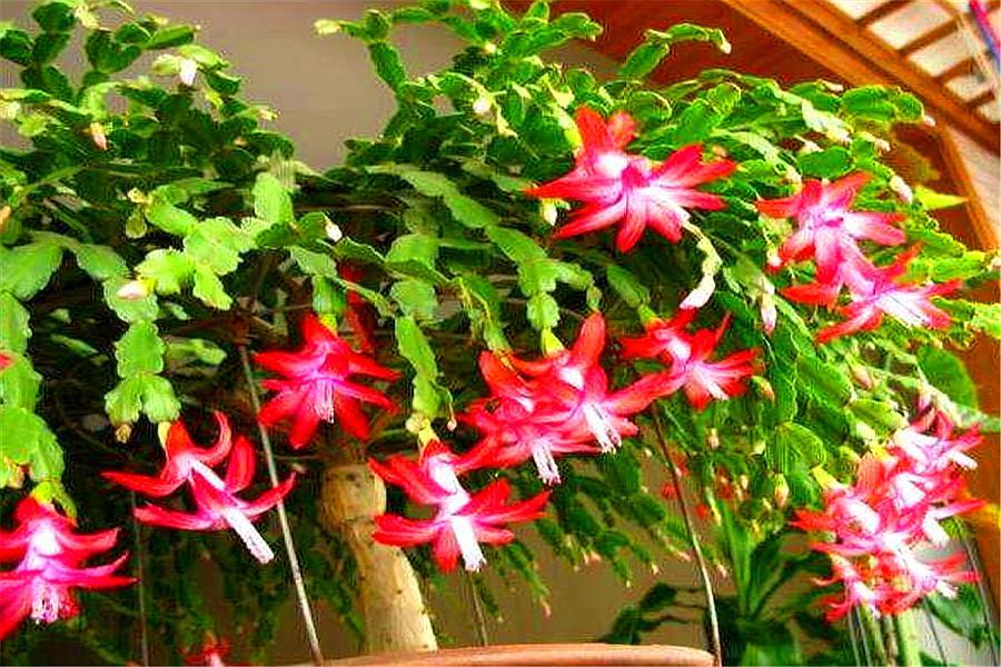 现在正是蟹爪兰的关键花芽分化期,家庭养花蟹爪兰浇水最好方法