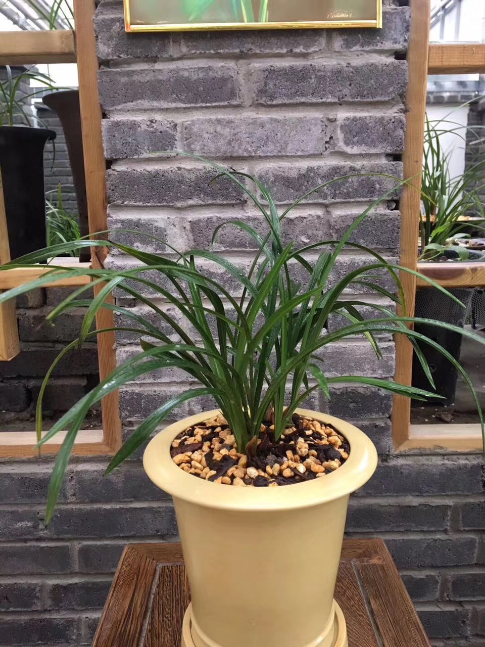 怎样判断兰花花苞僵苞,为防止兰花花苞消苞可以套袋吗