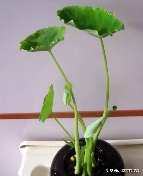 吃完的水果种子不要丢,吃完水果果核别扔