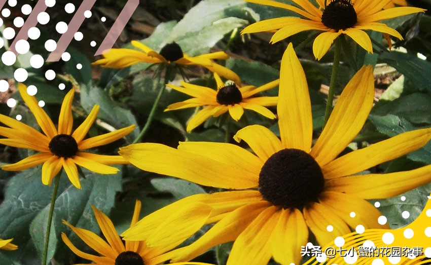 冬季北方可以露地过冬的宿根花卉,北方耐寒的花卉有哪些室内品种