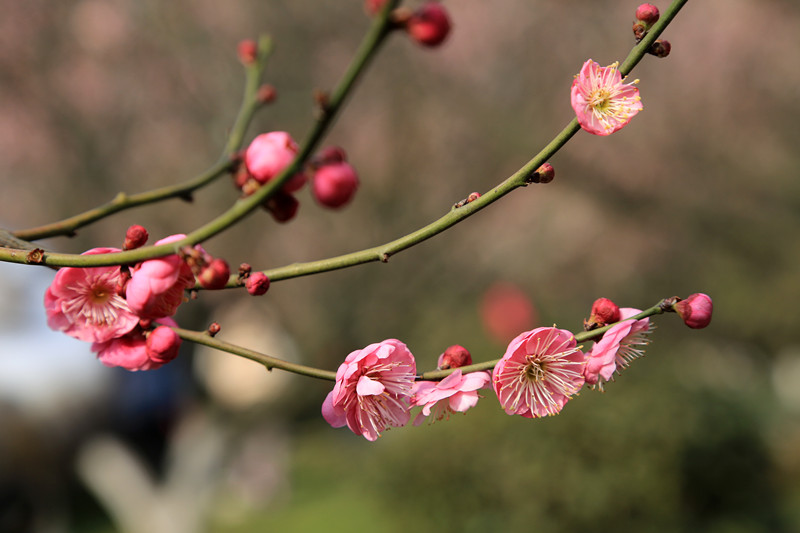 南京古林梅岭，二梅报春；盆景园梅花，婀娜多姿