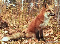 施华洛世奇EL望远镜参数,施华洛世奇望远镜el1050新款