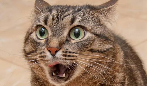 幼猫呕吐白沫是什么原因,幼猫呕吐是什么原因引起