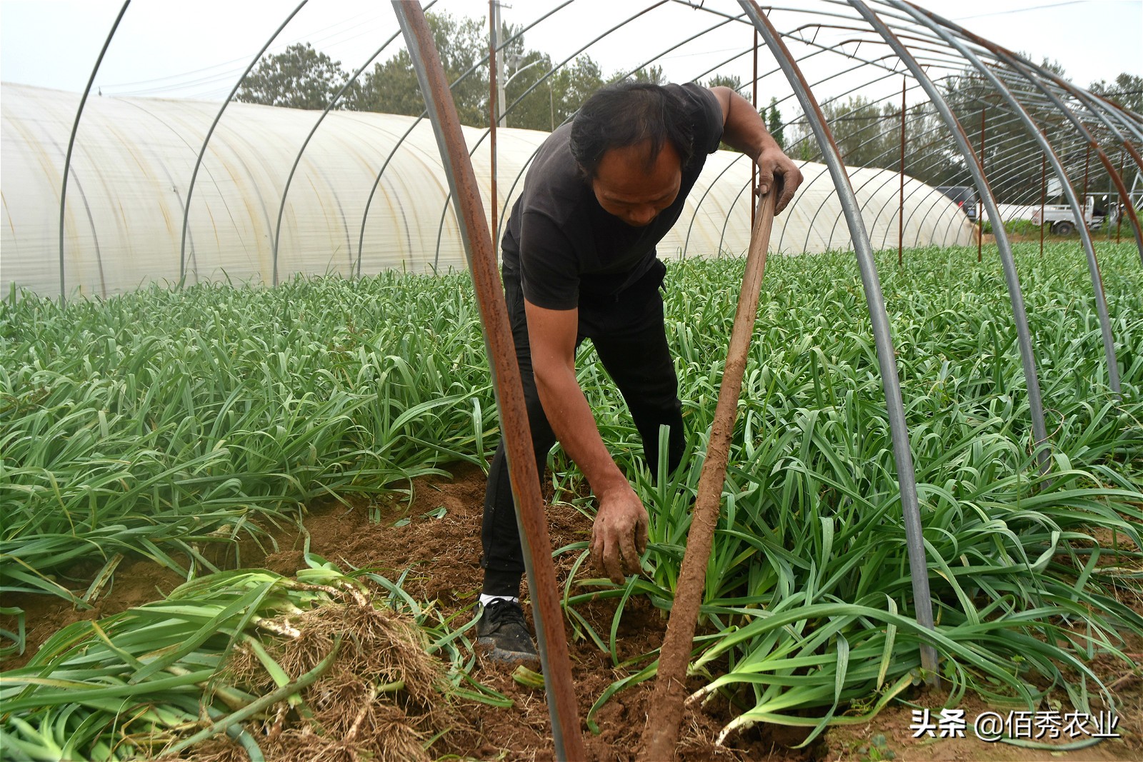 品尝自己种植的蒜苗,蒜苗种子种蒜苗是真的吗
