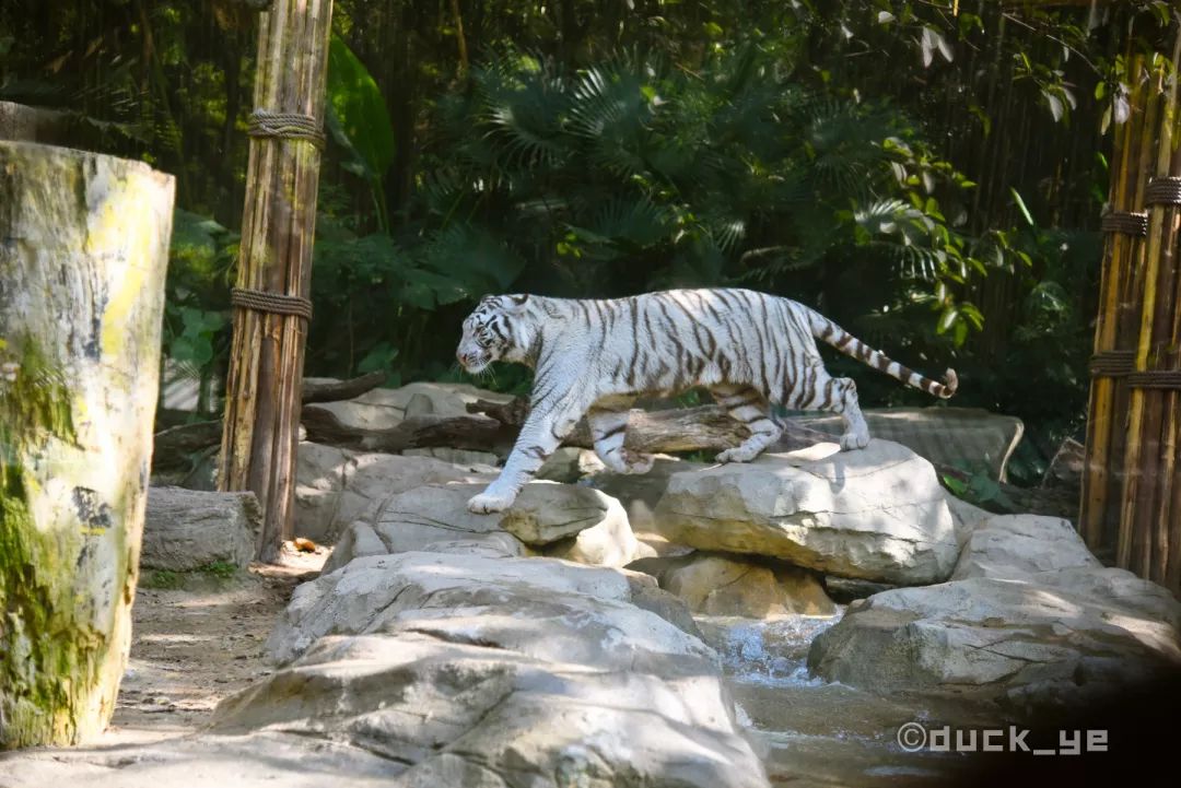 如何玩转广州长隆野生动物世界,自驾长隆野生动物世界攻略