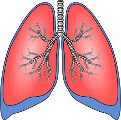 肠道菌群直接影响肠道健康,肠道菌群影响血糖吗