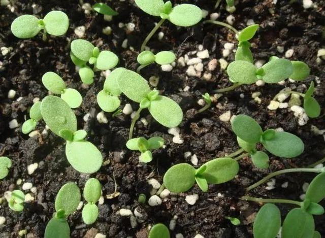 阳台有机绿色种植|茼蒿刚出苗怎么萎蔫枯死了？生产7要点有效解决