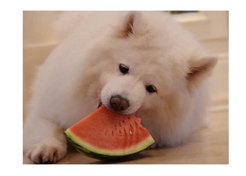 狗狗比较挑食应该吃什么狗粮好,三个多月的比熊狗狗挑食怎么办