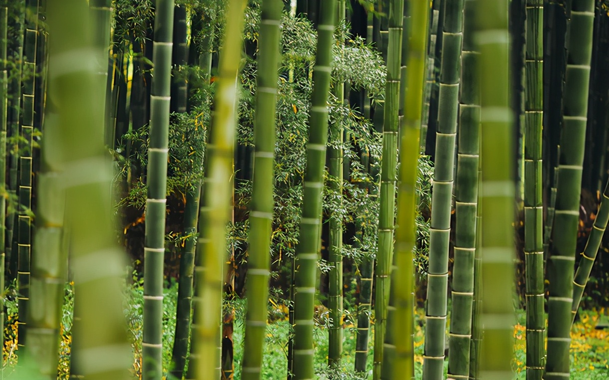怎么样用《老子》起清秀大方的女孩名字