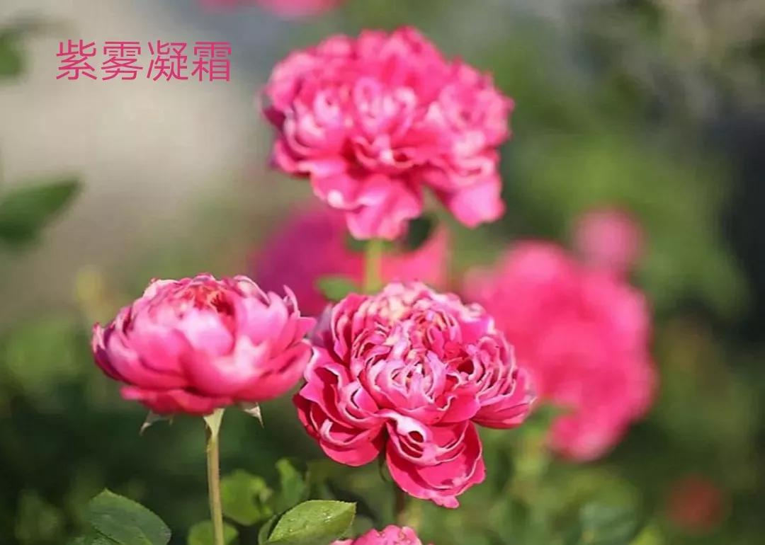 切花火焰月季的优缺点,常见切花月季一览