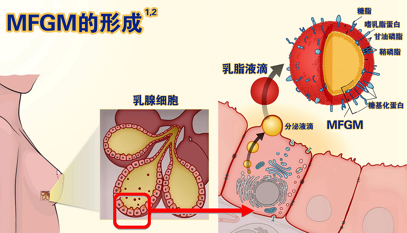 婴儿奶粉含天然乳脂有哪款 (三段含乳脂球膜的奶粉)