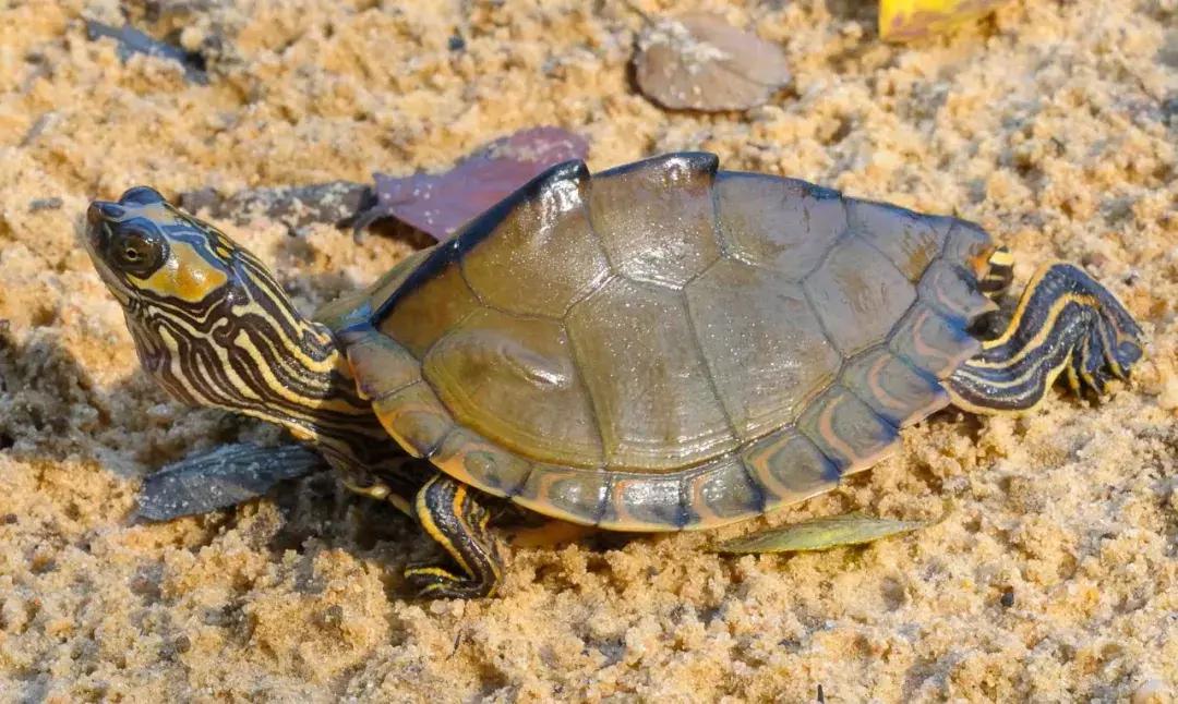 地图龟6-7厘米是成年龟吗,地图龟12cm成年了么