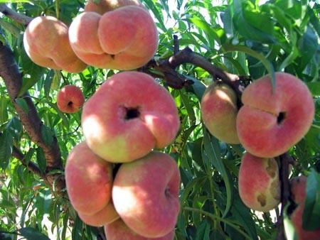 蟠桃怎么种植用桃核,蟠桃的种植方法和管理技术