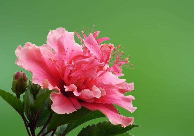 我心目中的木槿花