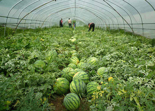 增加西瓜甜度的方法,西瓜怎么提高甜度和产量