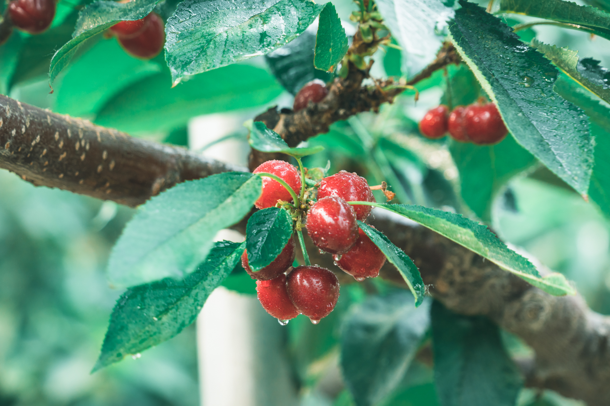 孔雀城温泉,孔雀城温泉公园
