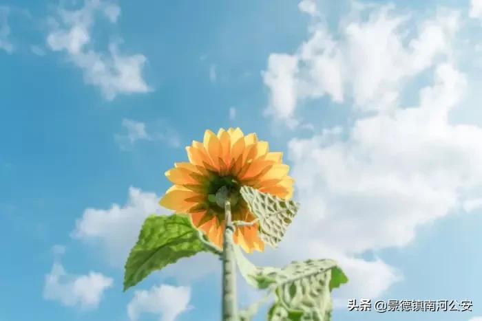 最暖心的50首诗词,最温柔的诗句100首