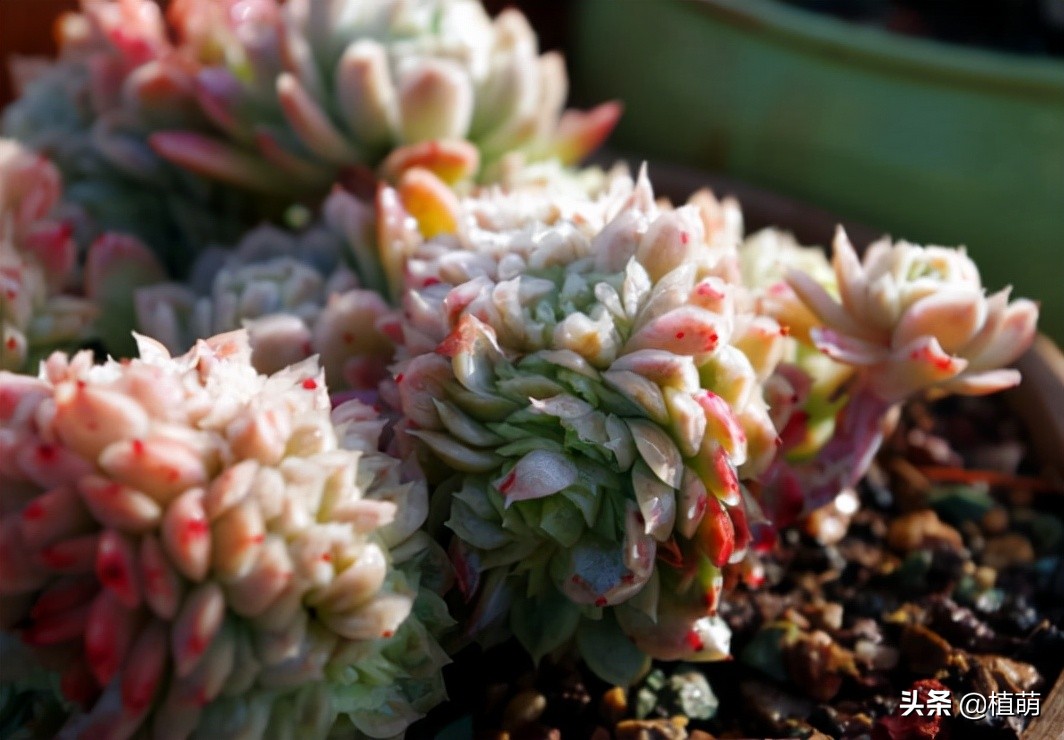 缀化的冰梅，还是头一次见到，真的很漂亮