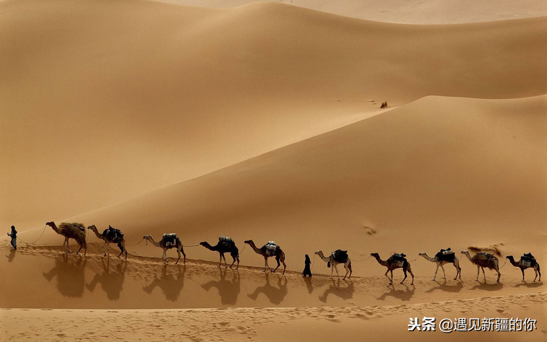 柯坪县的“沙漠之舟”真牛！大家喝了她的奶就知道啦