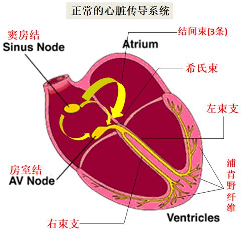 急诊手术后32岁的新妈妈对我说“医生，一点不痛，很享受”