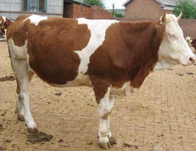 母牛流产后注意什么,母牛出现流产现象该用什么药