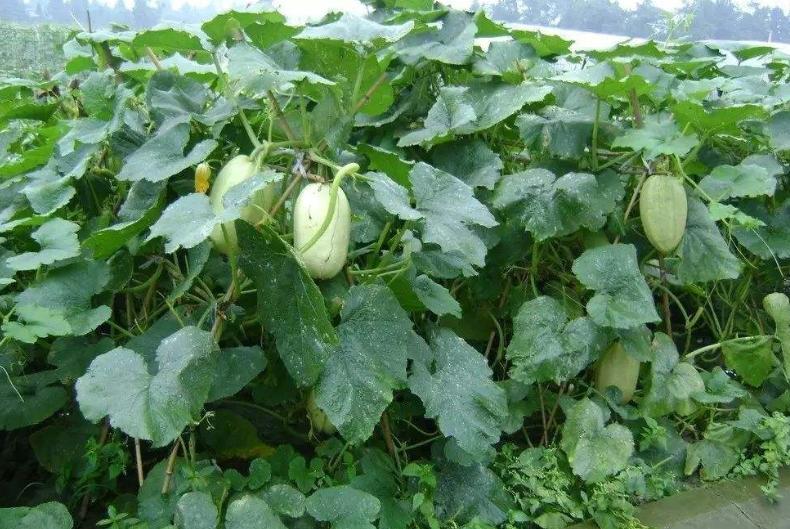 金丝瓜种植技术,露地金丝瓜栽培技术