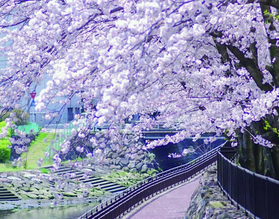 百花齐放的尸魂界，说说《死神》漫画中以“植物”来命名的斩魄刀