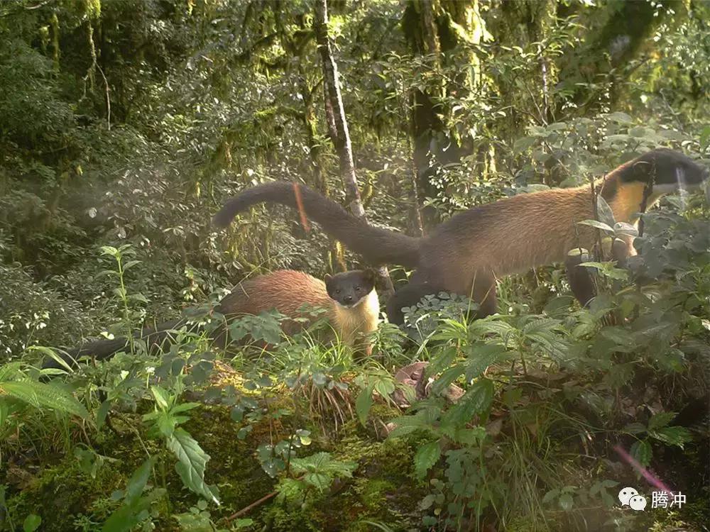 云南腾冲景区图片,云南腾冲山清水秀好风光