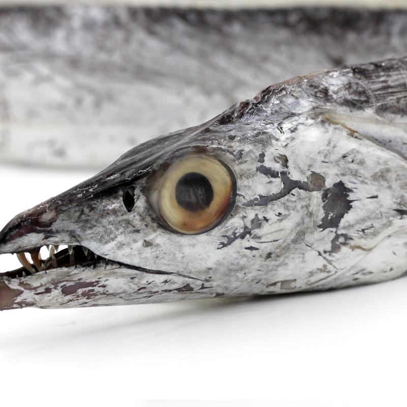 买带鱼时要分清黄眼睛和黑眼睛,买带鱼黑眼睛和黄眼睛哪个好