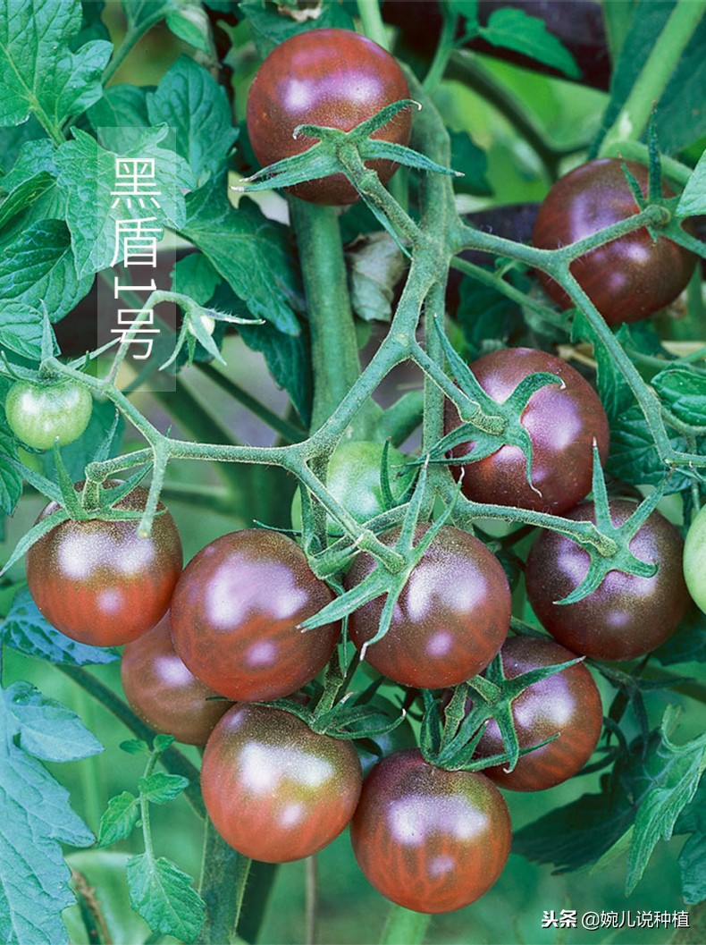 一斤番茄多少钱,批发市场番茄收购价多少钱一斤