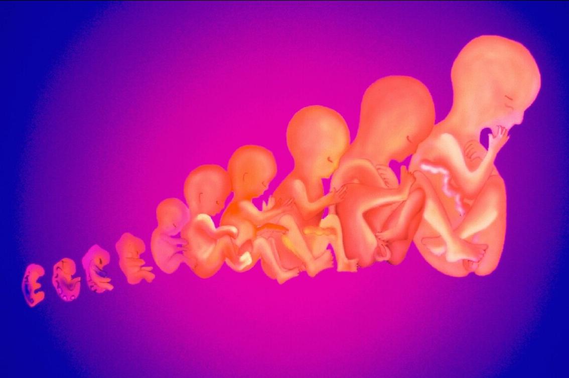 每个医院试管成功率由谁统计的,试管婴儿成功率视频