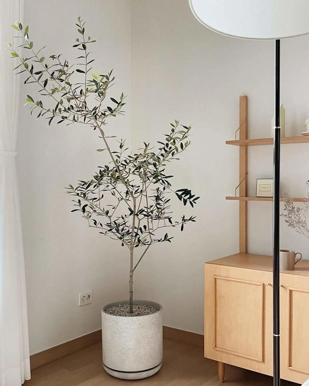 ins十大网红绿植,ins网红绿植大全