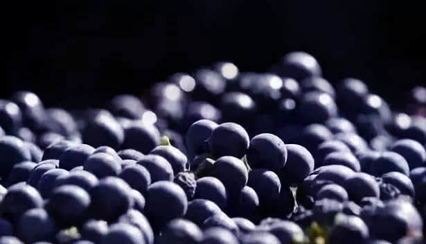 三品红酒,三品韵红酒