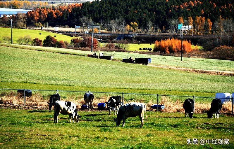 红星乳业集团有机牛奶,红星乳业2019年