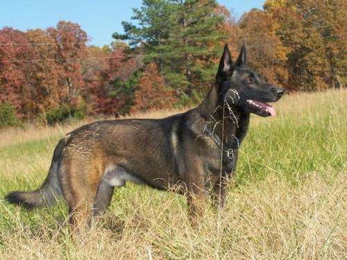 为什么马犬要比德牧要好？6个原因告诉你