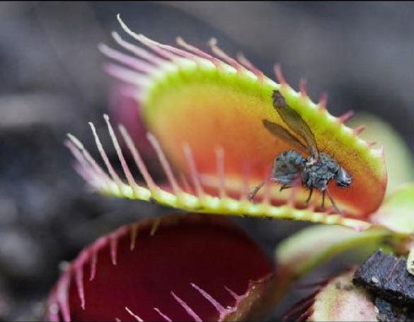世界上10大最奇特的植物,世界上最奇特的植物叫什么名字