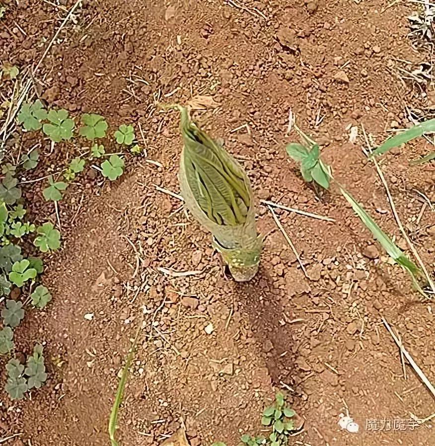 种植魔芋和种植石菖蒲哪个更赚钱,种植一亩魔芋一年能挣多少钱