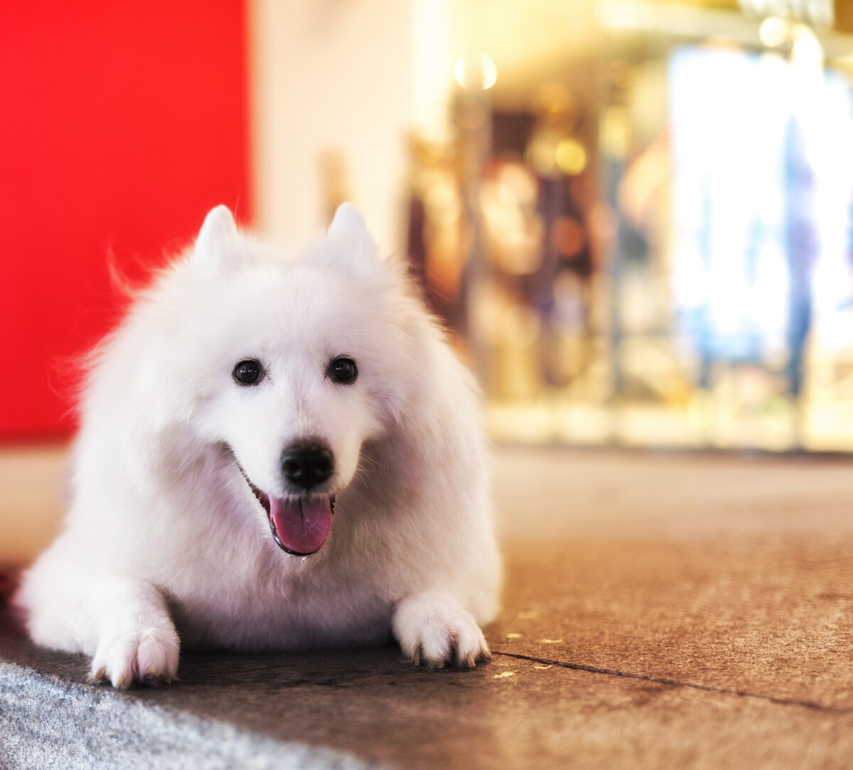 萨摩耶的饲养方法和注意事项,萨摩耶应该怎么养才好吃