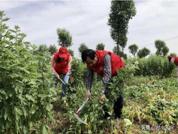 农民创业养什么好赚钱,在农村养殖种植创业好项目有哪些